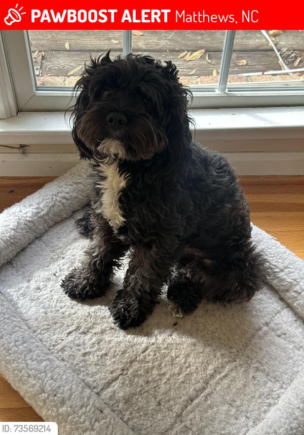 Lost Male Dog last seen I don’t know, Matthews, NC 28105