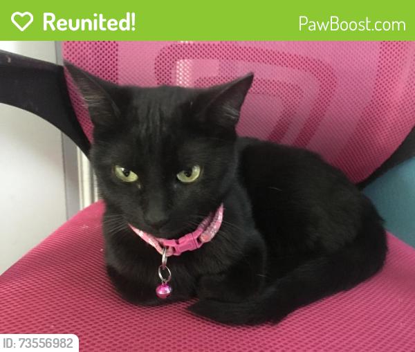 Reunited Female Cat last seen Dallas tx 75227, Dallas, TX 75227
