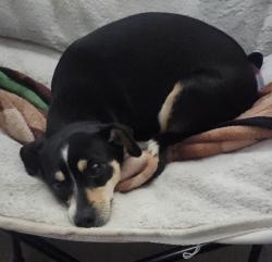Lost Female Dog last seen 27th and Milwaukee Ave, Lubbock, TX 79407