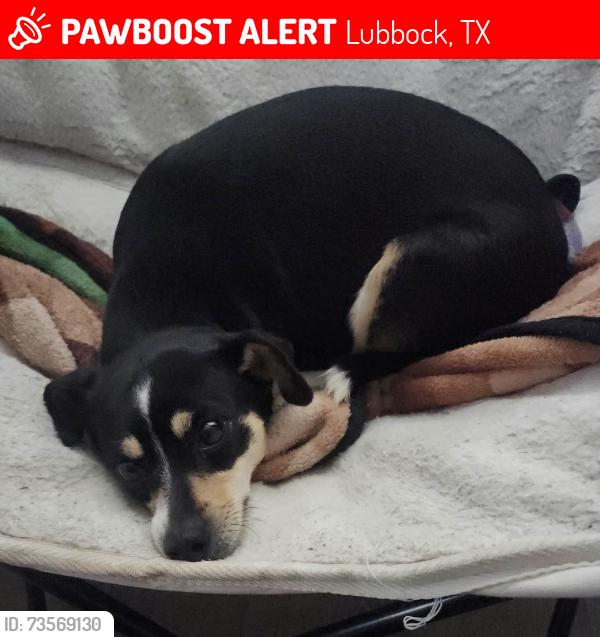 Lost Female Dog last seen 27th and Milwaukee Ave, Lubbock, TX 79407