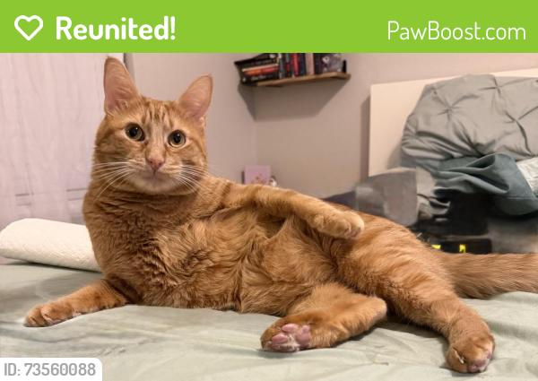 Reunited Male Cat last seen Independence Rd, Fort Worth, TX 76131