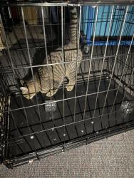Found/Stray Unknown Cat last seen Hebron, Hebron, IL 60034