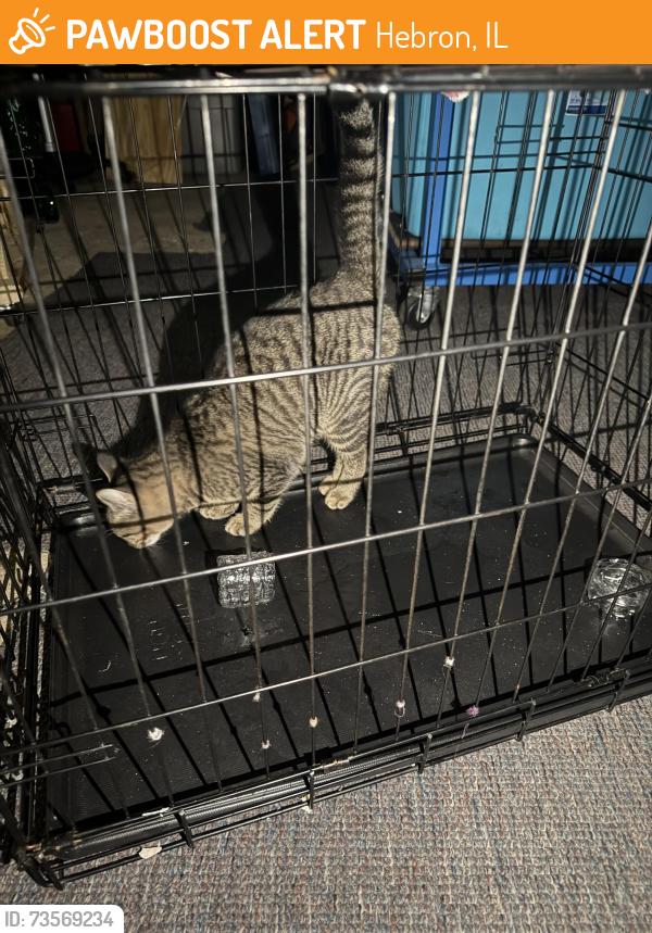 Found/Stray Unknown Cat last seen Hebron, Hebron, IL 60034