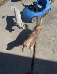 Reunited Male Dog last seen Kirk pass rd, Pittsburg, CA 94565