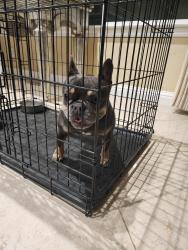 Reunited Female Dog last seen Dickson Hill Rd, Fairfield, CA 94533, USA, Fairfield, CA 94533