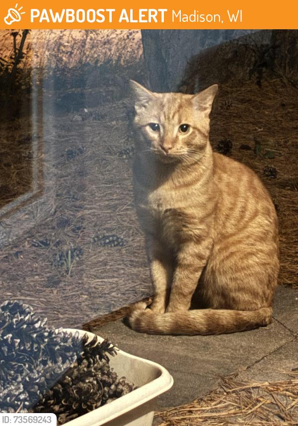 Found/Stray Male Cat last seen Hempstead, Madison, WI 53711