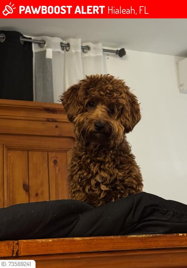 Lost Female Dog last seen Near e 34 st Hialeah, Hialeah, FL 33013