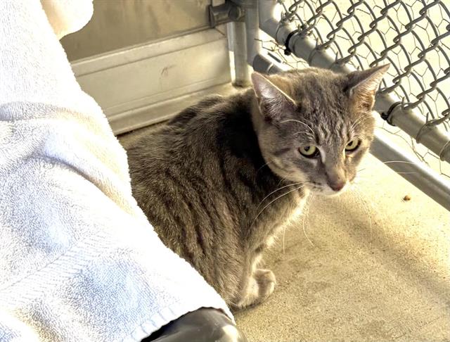 Shelter Stray Unknown Cat last seen SWETZER, 11232 B Ave, Auburn, CA 95603, USA