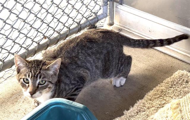 Shelter Stray Unknown Cat last seen SWETZER RD, 11232 B Ave, Auburn, CA 95603, USA