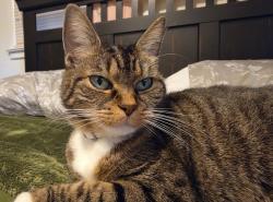 Lost Female Cat last seen Olde Creek Drive, Long Branch, VA 22032