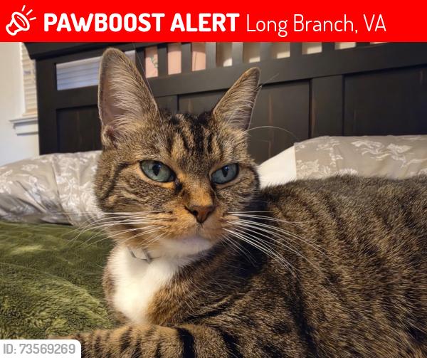 Lost Female Cat last seen Olde Creek Drive, Long Branch, VA 22032