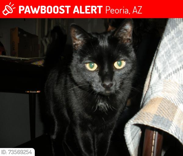 Lost Female Cat last seen 7904–7948 W Greenway Rd Peoria, AZ 85382 United States, Peoria, AZ 85382