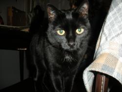 Lost Female Cat last seen 7904–7948 W Greenway Rd Peoria, AZ 85382 United States, Peoria, AZ 85382