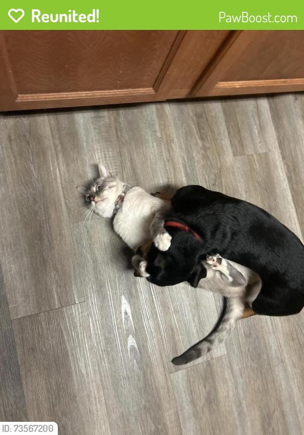 Reunited Male Cat last seen Wakefield neighborhood, Burleson, TX 76028