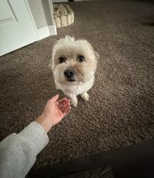 Lost Male Dog last seen 86th on zadar, Lubbock, TX 79424