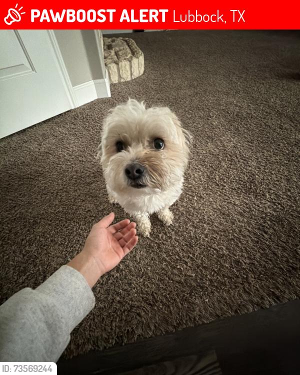 Lost Male Dog last seen 86th on zadar, Lubbock, TX 79424