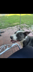 Lost Male Dog last seen Near, Fort Worth, TX 76110