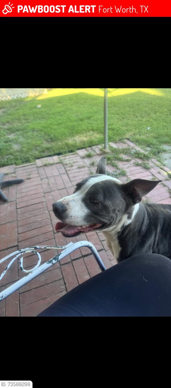 Lost Male Dog last seen Near, Fort Worth, TX 76110
