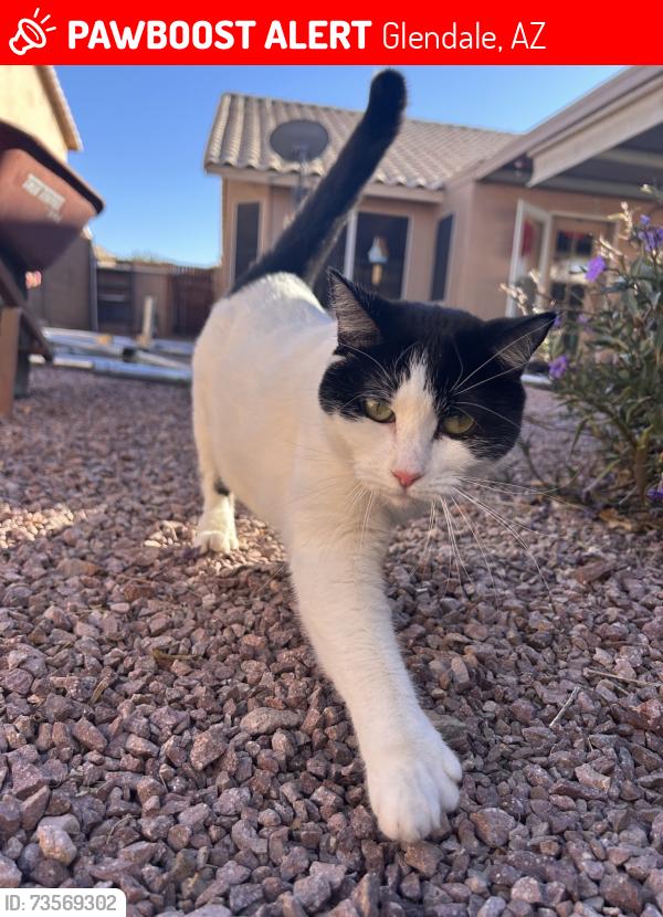 Lost Female Cat last seen 54th ave and utopia, Glendale, AZ 85308