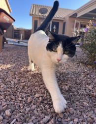 Lost Female Cat last seen 54th ave and utopia, Glendale, AZ 85308
