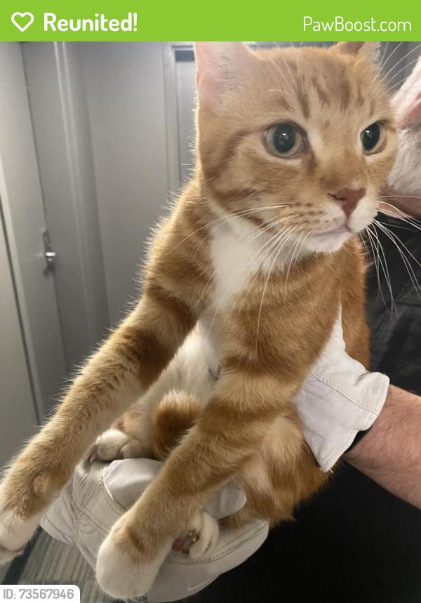 Reunited Unknown Cat last seen Market Ave and Bertha St, Winnipeg, MB R3B 0W2