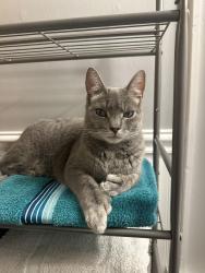 Lost Male Cat last seen Last seen in alley- Cathi Ct SW, Canton, OH 44706
