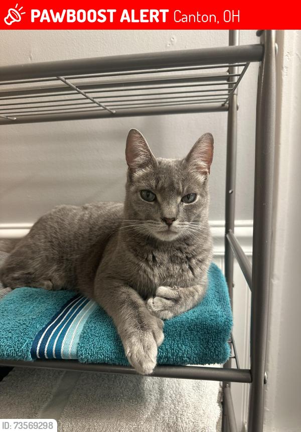 Lost Male Cat last seen Last seen in alley- Cathi Ct SW, Canton, OH 44706