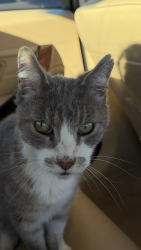 Found/Stray Male Cat last seen Montecito Drive, Brentwood, CA, Brentwood, CA 94513