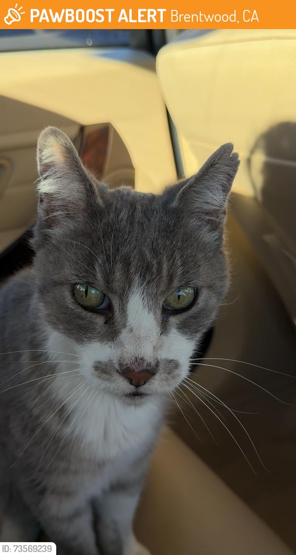 Found/Stray Male Cat last seen Montecito Drive, Brentwood, CA, Brentwood, CA 94513