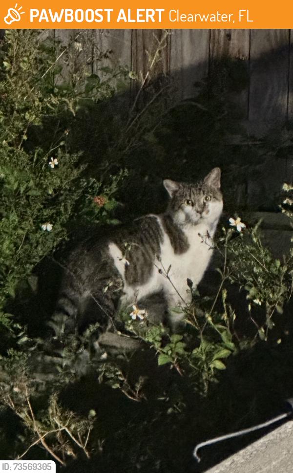 Found/Stray Unknown Cat last seen Off Hercules in the warehouse district, Clearwater, FL 33758