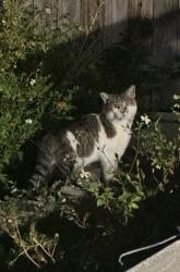 Found/Stray Unknown Cat last seen Off Hercules in the warehouse district, Clearwater, FL 33758