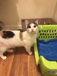 Found/Stray Female Cat last seen Greenwood rd, Newport News, VA 23601