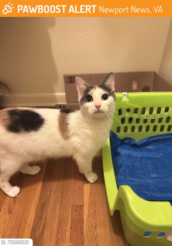 Found/Stray Female Cat last seen Greenwood rd, Newport News, VA 23601