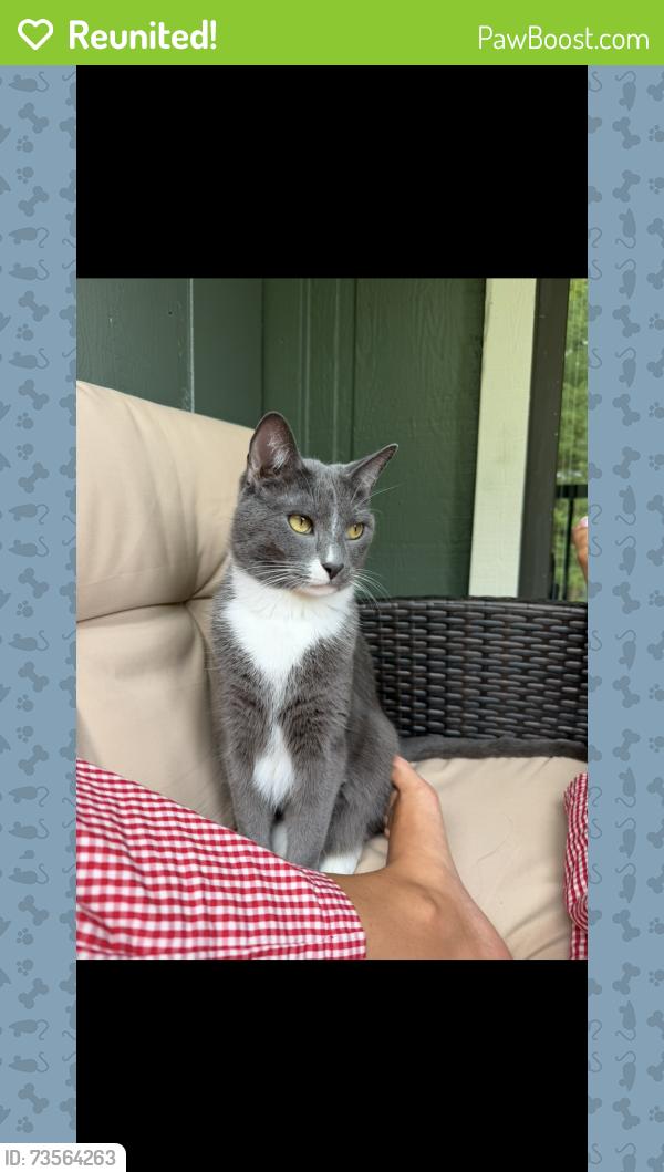 Reunited Male Cat last seen Near S Hubbards Ln, St Matthews, KY 40207, USA, Saint Matthews, KY 40207