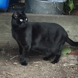Lost Male Cat last seen Howe st and John st, near Piedmont Ave, Oakland, CA 94611