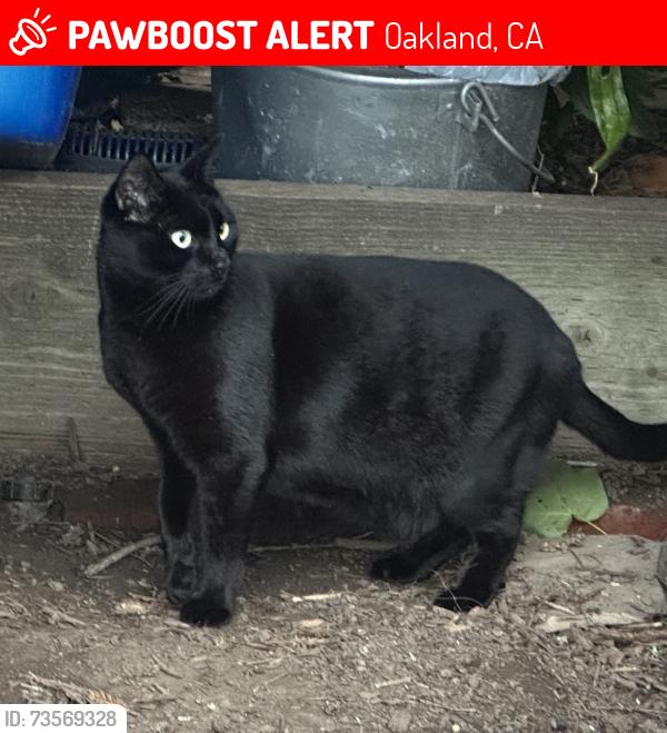 Lost Male Cat last seen Howe st and John st, near Piedmont Ave, Oakland, CA 94611
