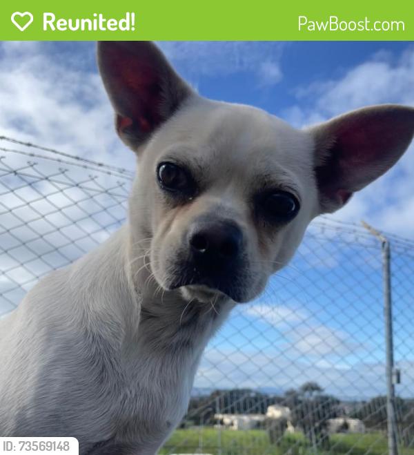 Reunited Male Dog last seen 21st street, San Francisco, CA 94110