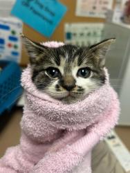 Shelter Stray Female Cat last seen Near Waverly Drive, VIRGINIA BEACH, VA, 23452, 341 S Birdneck Rd, Virginia Beach, VA 23451, USA