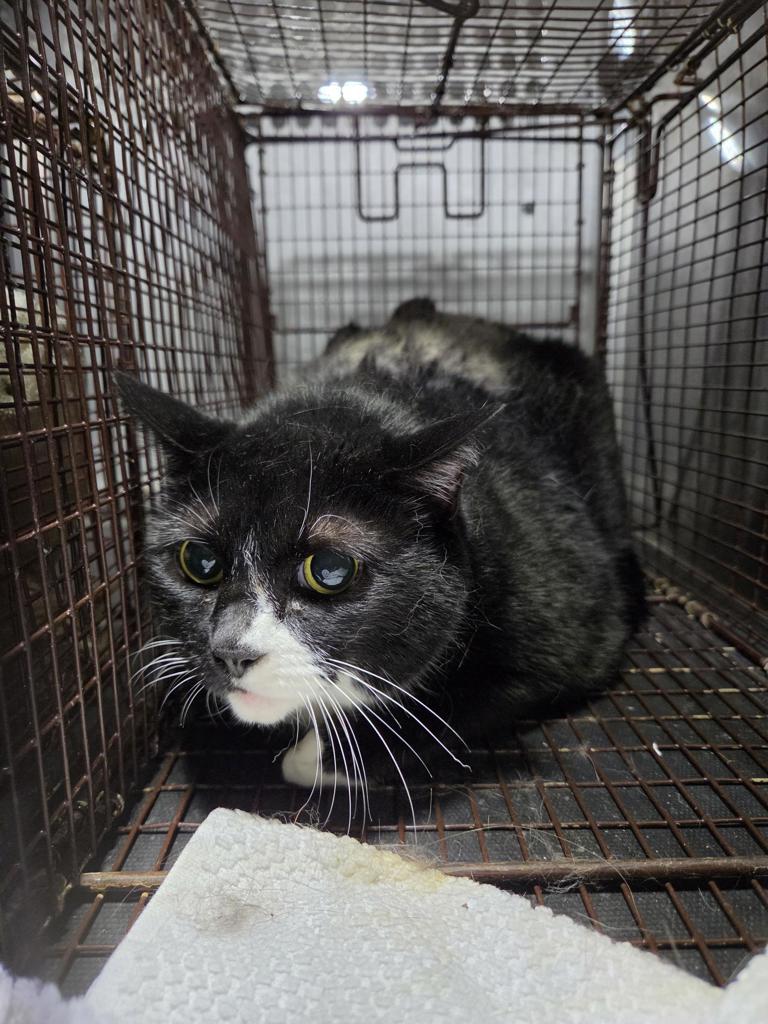 Shelter Stray Unknown Cat last seen Near Park View Drive, AUSTIN, TX, 78757, 7201 Levander Loop bldg a, Austin, TX 78702, USA