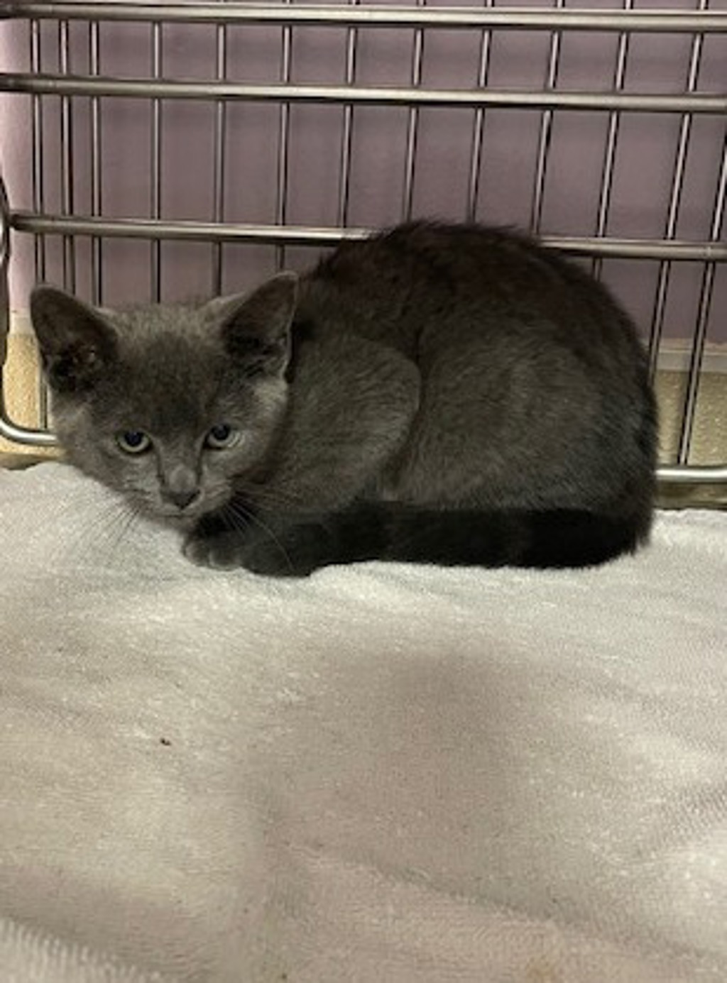 Shelter Stray Female Cat last seen Near SE Mill Plain Boulevard, VANCOUVER, WA, 98684, 1100 NE 192nd Ave, Vancouver, WA 98684, USA