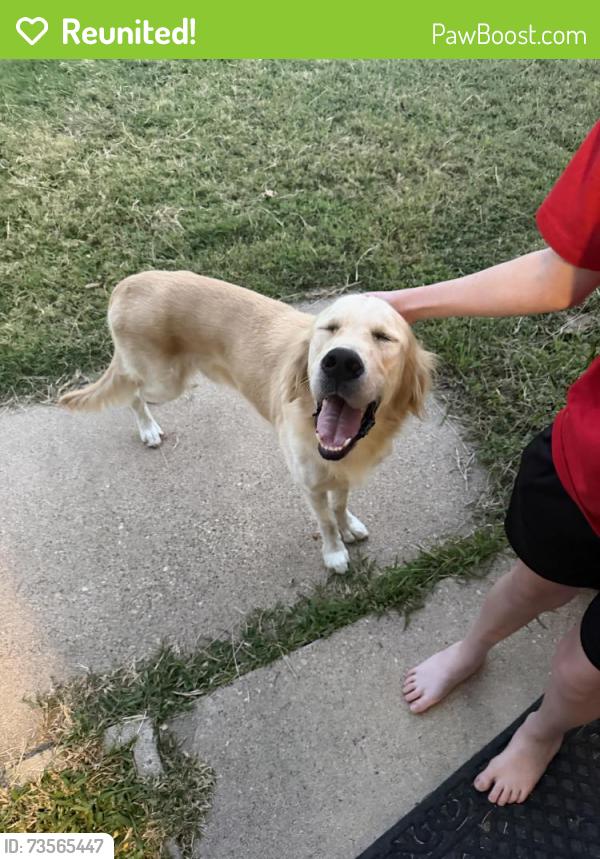 Reunited Unknown Dog last seen Sundown and Summercrest, Burleson, TX 76028