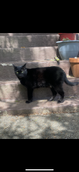 Lost Male Cat last seen Nanaimo/22nd, Vancouver, BC V5M 2X4