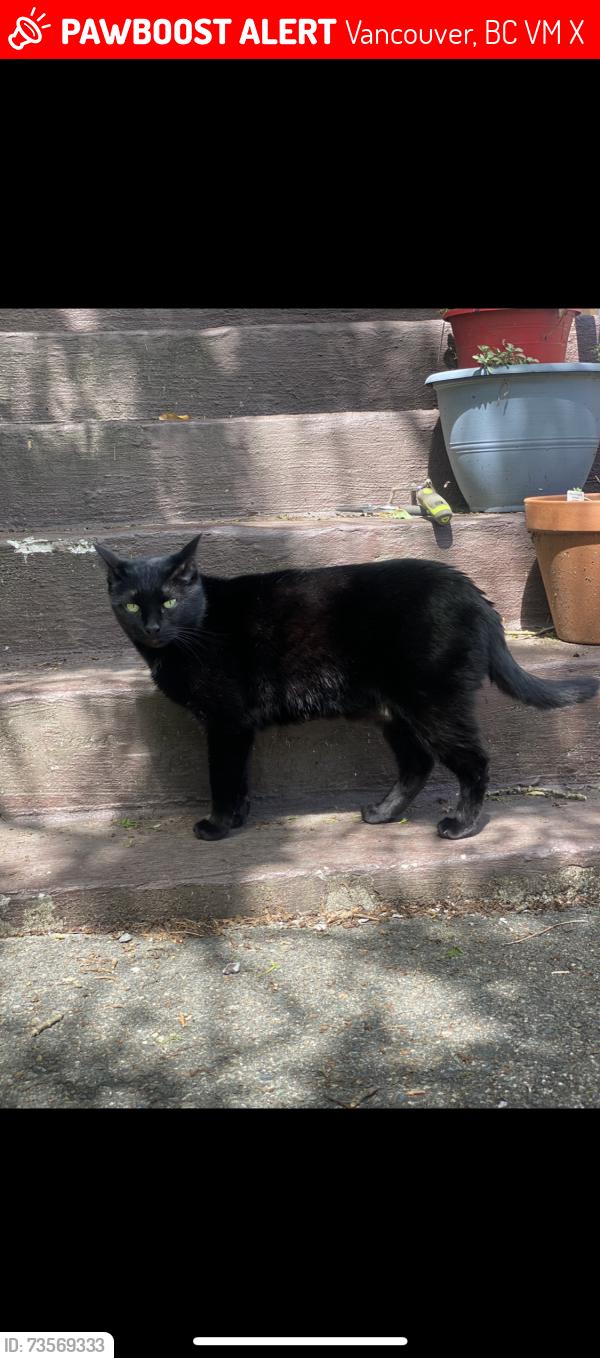 Lost Male Cat last seen Nanaimo/22nd, Vancouver, BC V5M 2X4