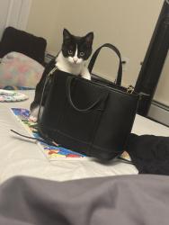 Lost Male Cat last seen Warner road / sculptors way, Hamilton Township, NJ 08619
