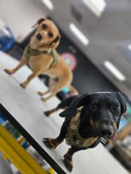 Lost Male Dog last seen California St, Loma Linda, CA 92412