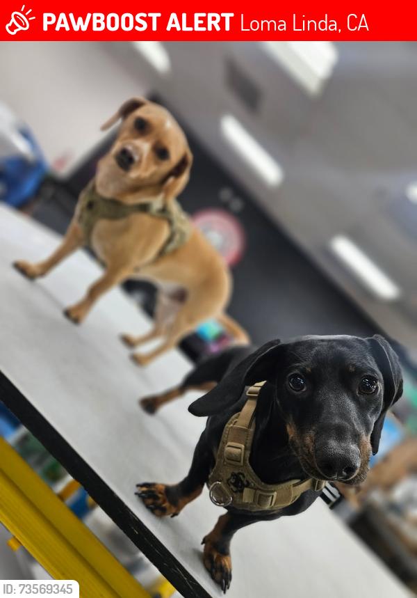 Lost Male Dog last seen California St, Loma Linda, CA 92412