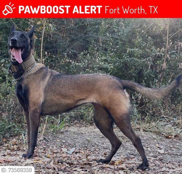 Lost Female Dog last seen Joe B Rushing Rd, Fort Worth, TX 76119