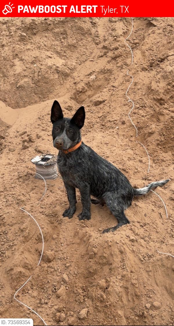 Lost Male Dog last seen FM 757, Tyler, TX 75705