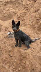 Lost Male Dog last seen FM 757, Tyler, TX 75705