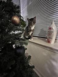 Lost Male Cat last seen He was last seen in the Wendover River Oaks apmts near Building 25 Apt D., Greensboro, NC 27409